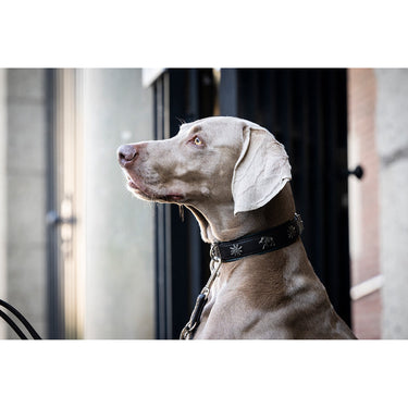 Hundhalsband läder Jagdglück – Robust med jaktmotiv – Maul Ledermanufaktur