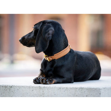 Hundhalsband läder Mini Klassik – Maul Ledermanufaktur