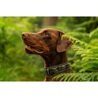 Hundhalsband läder Wild Army – Maul Ledermanufaktur