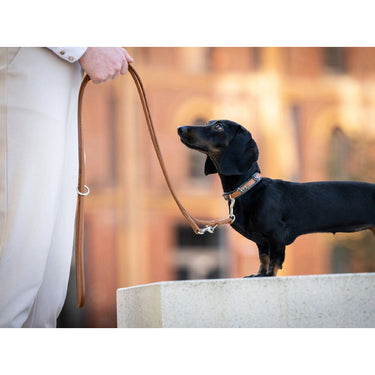 Hundhalsband läder Mini Tax – Maul Ledermanufaktur