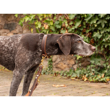 Hundhalsband läder Klassik Premium Soft – Maul Ledermanufaktur