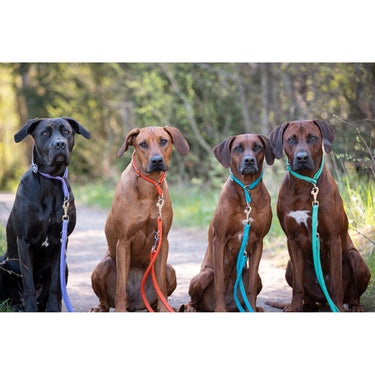 Hundhalsband läder Holi Color – Maul Ledermanufaktur