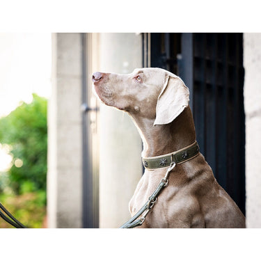Hundhalsband läder Alpenblume – Exklusiv design i nubuckläder – Maul Ledermanufaktur