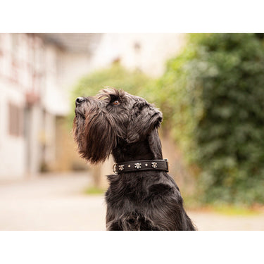Hundhalsband läder Totenkopf – Maul Ledermanufaktur