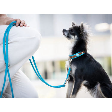 Hundhalsband läder Mini Ibiza Cognac-Petrol – Maul Ledermanufaktur