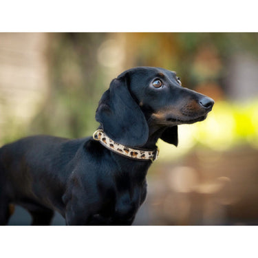 Hundhalsband läder Mini Afrika – Maul Ledermanufaktur