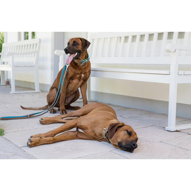 Hundkoppel läder Klassik Premium 200 cm – Maul Ledermanufaktur