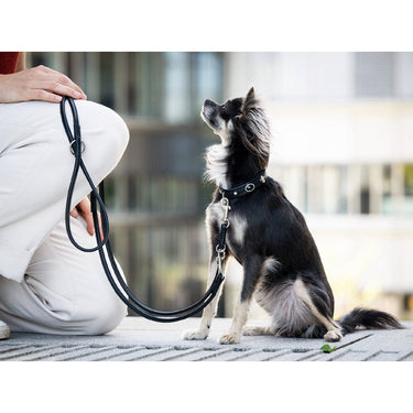 Hundkoppel läder Rundsytt 200 cm – Maul Ledermanufaktur