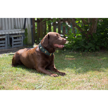 Hundhalsband läder Jade – Maul Ledermanufaktur