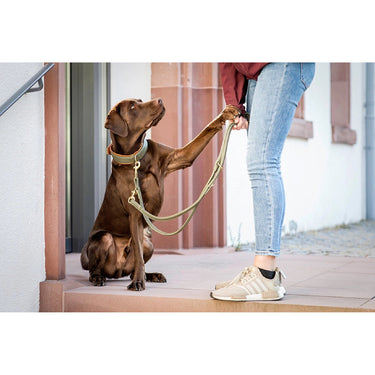 Hundhalsband läder Klassik Exklusiv – Maul Ledermanufaktur