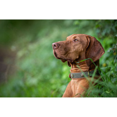 Hundhalsband läder Bergzauber – Khaki och Cognac – Maul Ledermanufaktur
