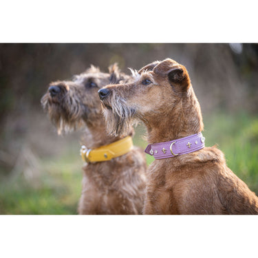 Hundhalsband läder Diamond – Maul Ledermanufaktur