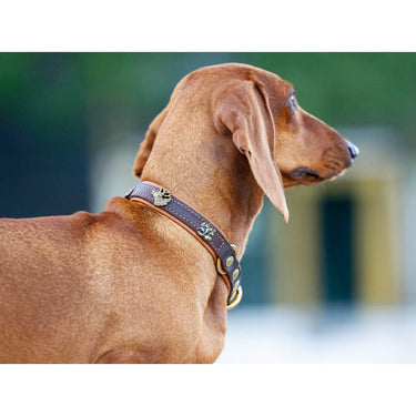Hundhalsband läder Halvstryp Wilde Liebe – Maul Ledermanufaktur