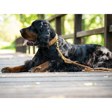 Hundhalsband läder Old English – Maul Ledermanufaktur