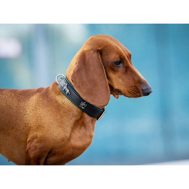 Hundhalsband läder Tax – Nappaläder med unika detaljer – Maul Ledermanufaktur