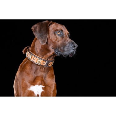 Hundhalsband läder Texas – Maul Ledermanufaktur