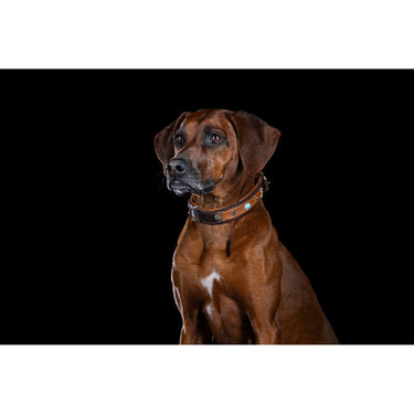 Hundhalsband läder Toronto – Maul Ledermanufaktur