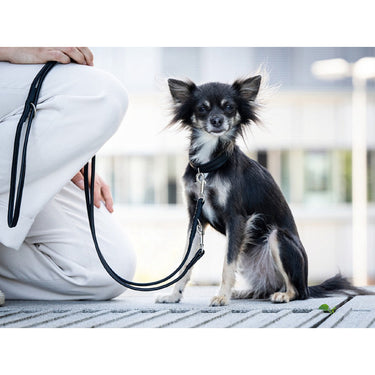 Hundhalsband läder Mini Klassik – Maul Ledermanufaktur