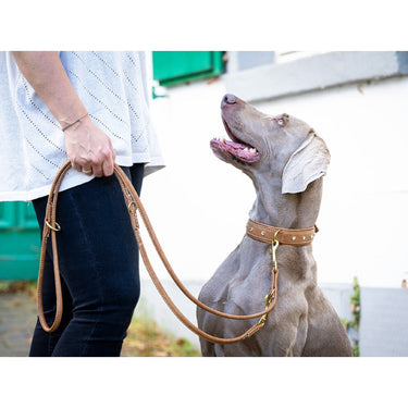 Hundhalsband läder Old English – Maul Ledermanufaktur