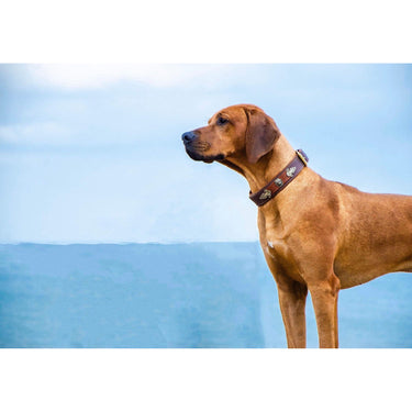 Hundhalsband läder Kairo – Maul Ledermanufaktur