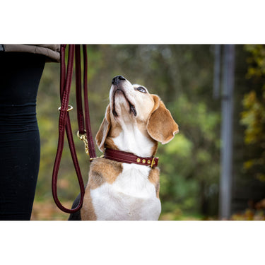 Hundhalsband läder Klassik Exklusiv – Maul Ledermanufaktur