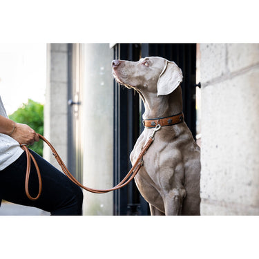 Hundhalsband läder Jagdglück – Robust med jaktmotiv – Maul Ledermanufaktur