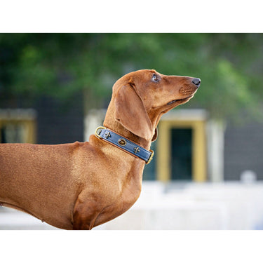 Hundhalsband läder Lord & Lady – Maul Ledermanufaktur