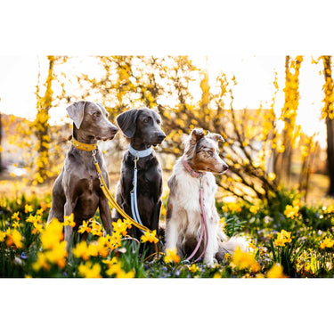 Hundhalsband läder Diamond – Maul Ledermanufaktur