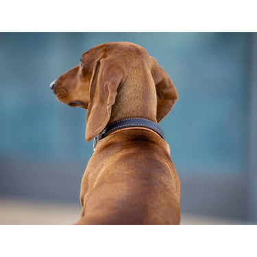 Hundhalsband läder Klassik Premium halvstryp – Maul Ledermanufaktur