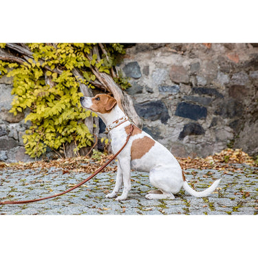 Hundhalsband läder SALE – Maul Ledermanufaktur