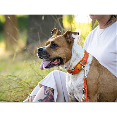 Hundhalsband läder Spring Break – Maul Ledermanufaktur