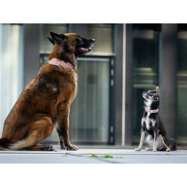 Hundhalsband läder Nesthäkchen – Maul Ledermanufaktur