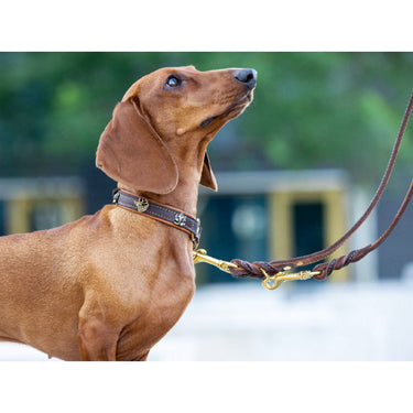 Hundhalsband läder Halvstryp Wilde Liebe – Maul Ledermanufaktur