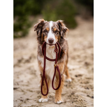 Hundkoppel läder Retriever 160 cm – Maul Ledermanufaktur