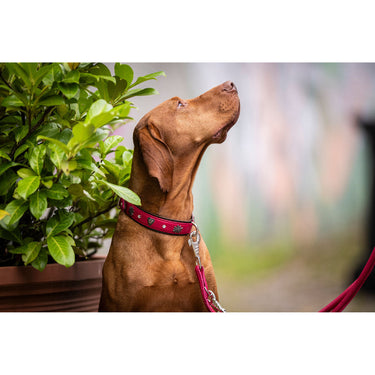 Hundhalsband läder Herzilein – Maul Ledermanufaktur