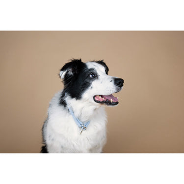 Hundhalsband läder Sunrise 45 cm – Maul Ledermanufaktur