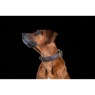 Hundhalsband läder San Francisco – Maul Ledermanufaktur