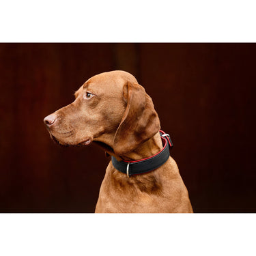Hundhalsband läder Klassik Premium – Maul Ledermanufaktur