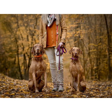 Hundhalsband läder Mono Pop – Maul Ledermanufaktur