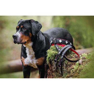 Hundkoppel läder Klassik Premium 300 cm – Maul Ledermanufaktur