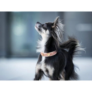 Hundhalsband läder Mini Ciao Mamma – Maul Ledermanufaktur