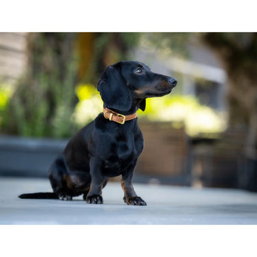 Hundhalsband läder Mini Klassik Soft – Maul Ledermanufaktur
