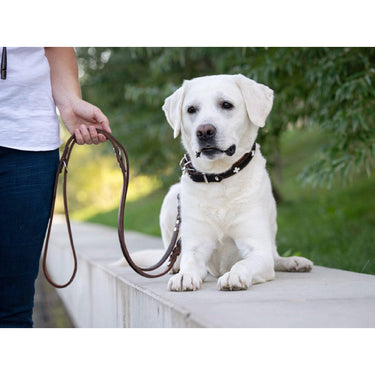 Hundkoppel läder Klassik Premium 300 cm – Maul Ledermanufaktur