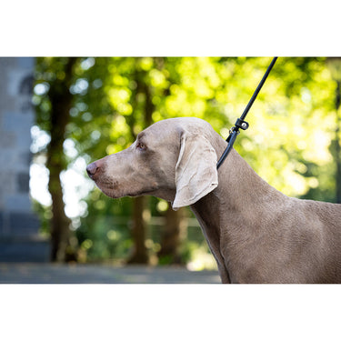 Hundkoppel läder Show 150 cm – Maul Ledermanufaktur