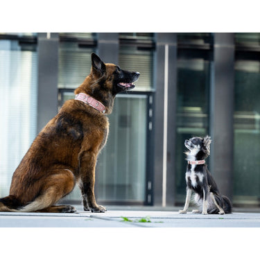 Hundhalsband läder Nesthäkchen – Maul Ledermanufaktur