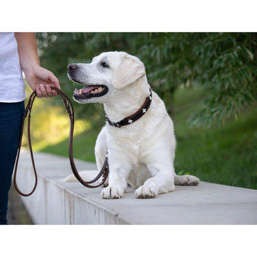 Hundhalsband läder halvstryp – Maul Ledermanufaktur