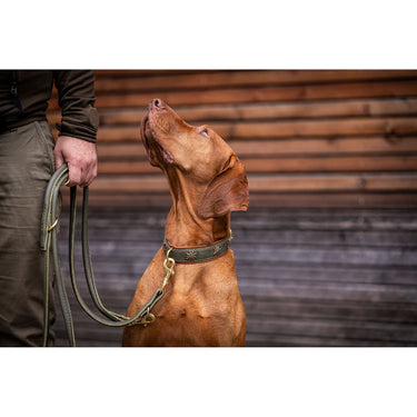 Hundhalsband läder Bergzauber – Khaki och Cognac – Maul Ledermanufaktur