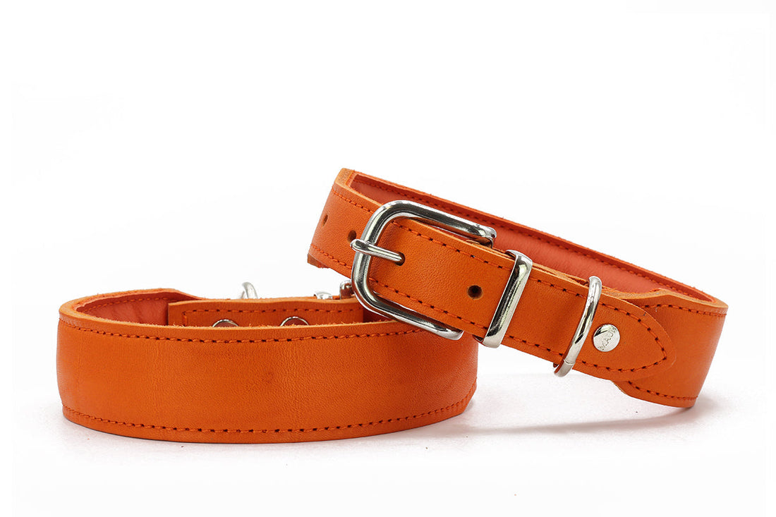 Hundhalsband läder läder läder Mono Pop – Maul Ledermanufaktur