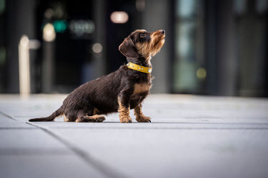 Hundhalsband läder Mini Diamond – Maul Ledermanufaktur