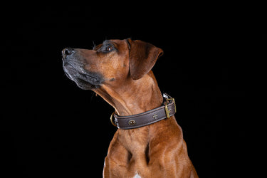 Hundhalsband läder San Francisco – Maul Ledermanufaktur